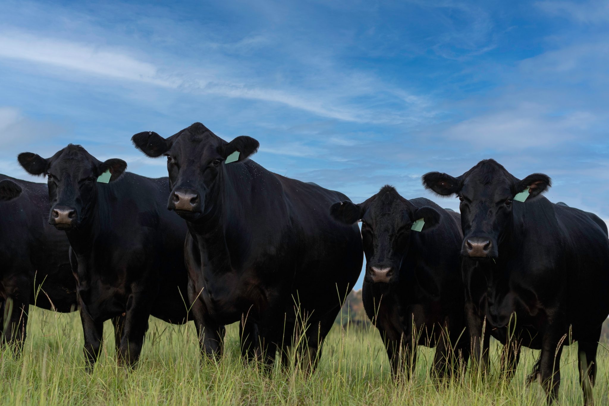 Cattle in field
