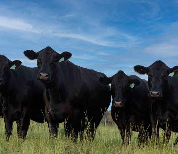 Cattle in field