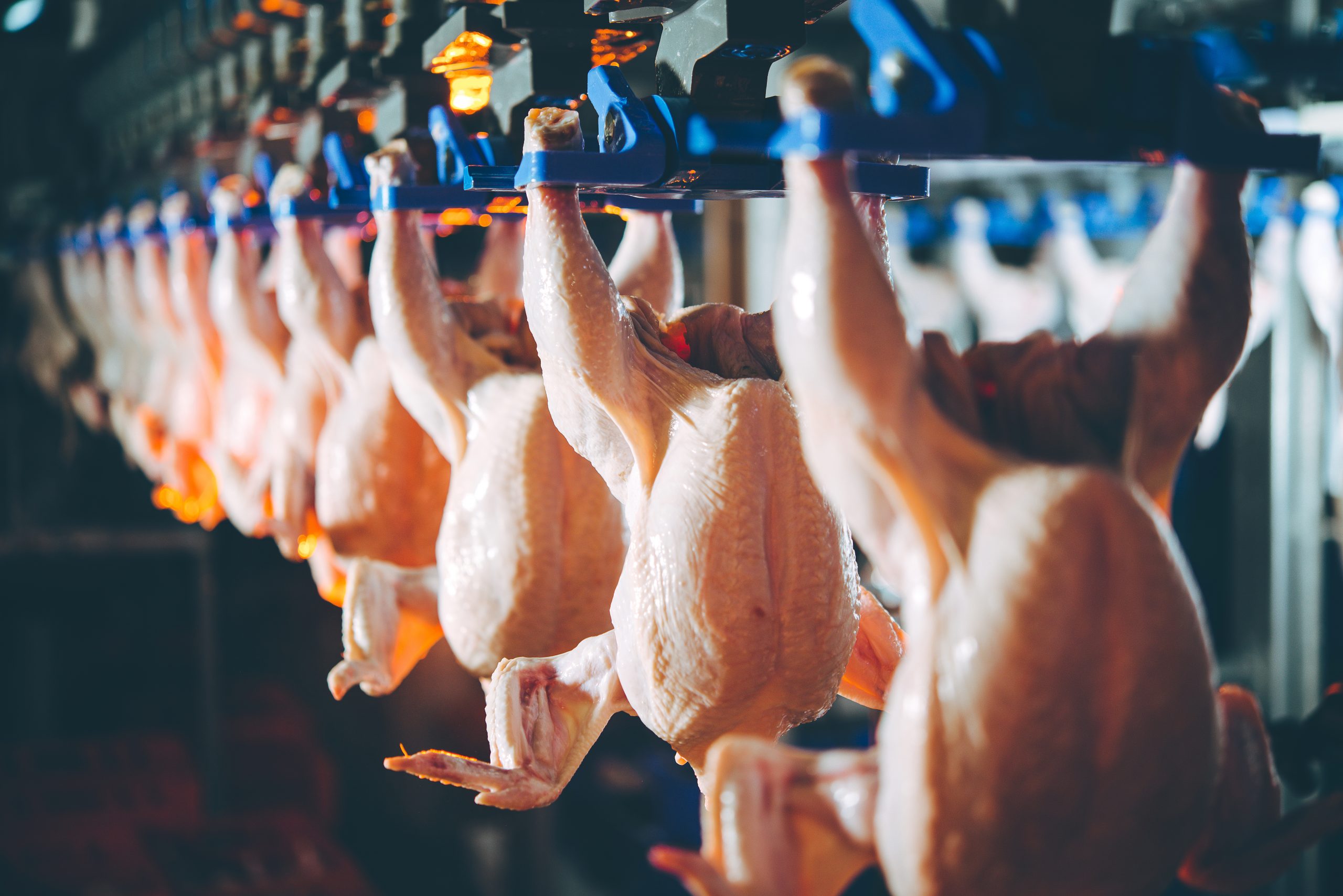 bird chicken factory line hang poultry industry processing conveyor